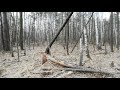 Myszków Mrzygłodka las przy rzeczce